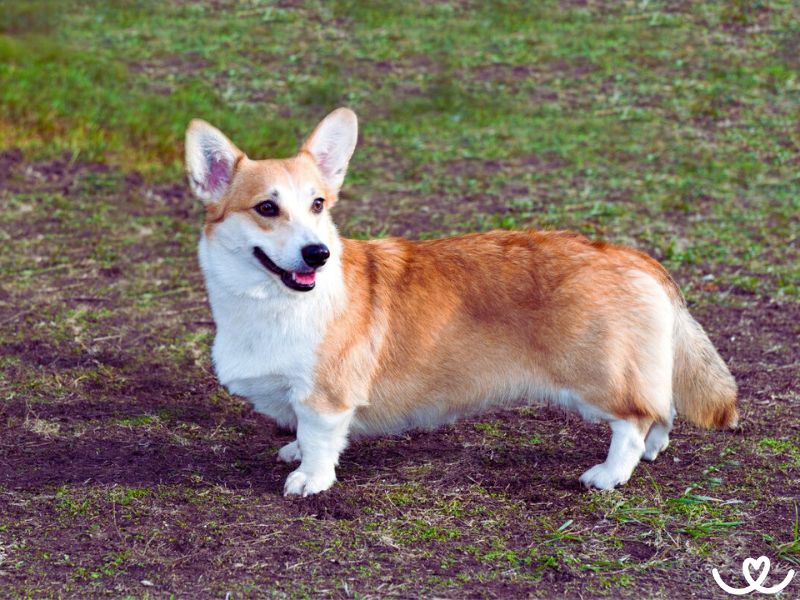 Plemeno-welsh-corgi-cardigan (5)